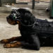 Augmented Reality Goggles untuk Anjing